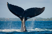 Load image into Gallery viewer, Whale Tail Pendant and Chain, Sterling Silver